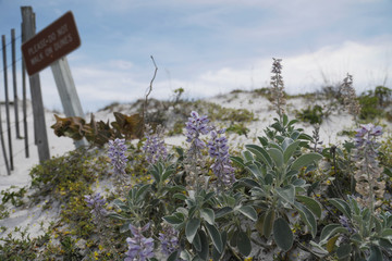 lupine flowers at blue mountain park beach