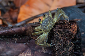 Crab in Tortuguero National Park, Costa Rica