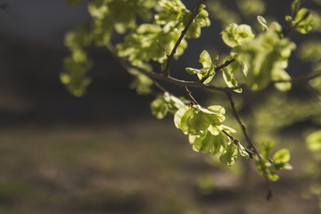 Fototapeta premium blooming false acacia tree foliage in springtime