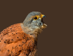 Rufender Turmfalke (Männchen) im Profil
