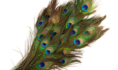 colorful peacock feathers isolated on white background