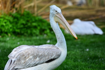 Nice pelican