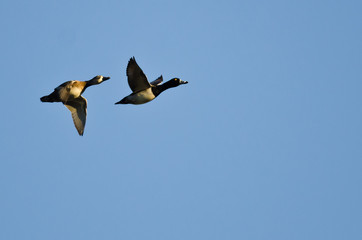 Pair of Ring-Necked Ducks Flying in a Blue Sky