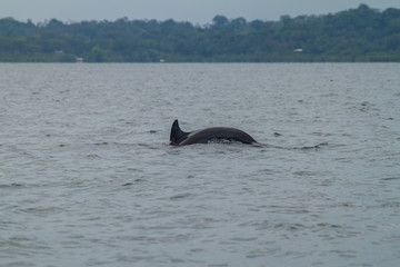 Fototapeta premium Dolphin in Bocas del Toro archipelago, Panama