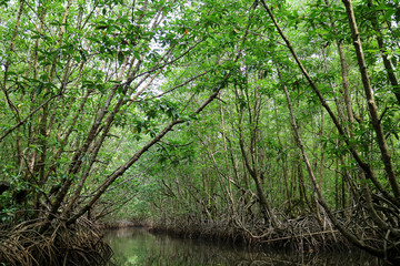 Obraz premium Small river in the mangrove forest of Trat province, Thailand 