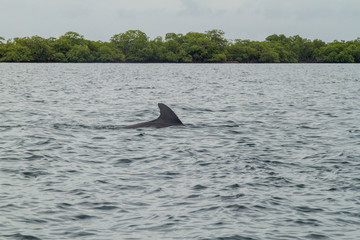 Dolphin in Bocas del Toro archipelago, Panama