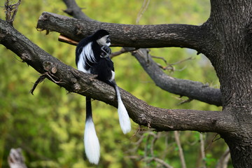 Obraz premium Capuchin with baby