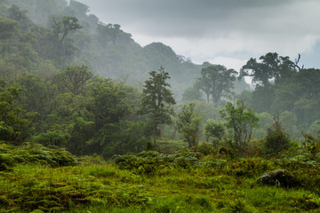 Jungle near Boquete during heavy rain, Panama
