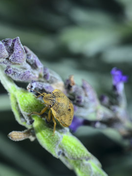 Beetle on lavender