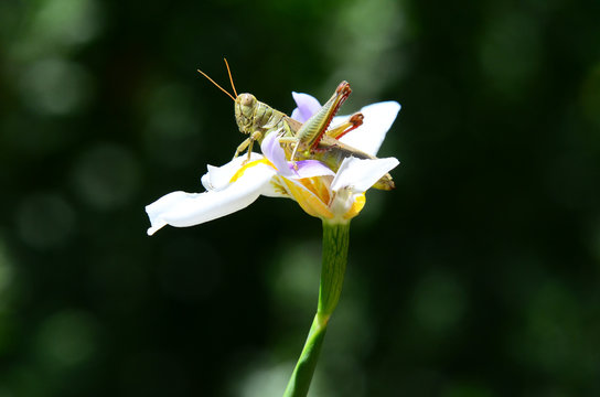 Grasshopper on iris