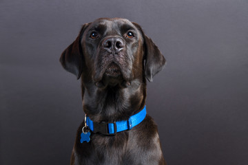 Shiny young black labrador wearing blue collar, looking at camera in serious position on black...