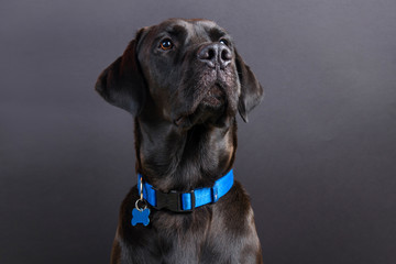 Shiny young black labrador wearing blue collar, looking away on black background
