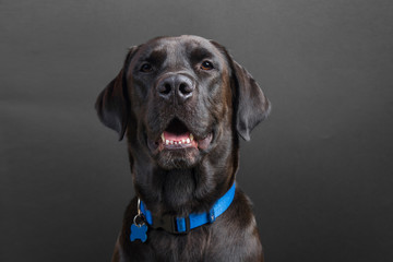 Shiny young black labrador wearing blue collar, smiling at camera on black background