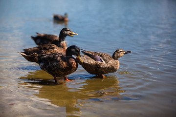 Mallard Ducks in Lake