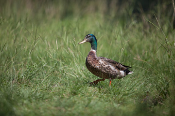 Male Mallard