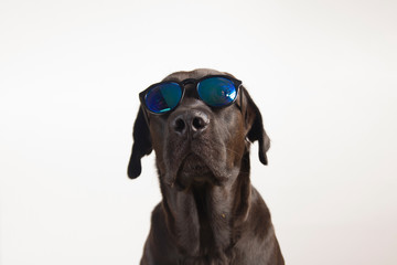 Isolated funny and cute young black labrador wearing sunglasses looking at camera