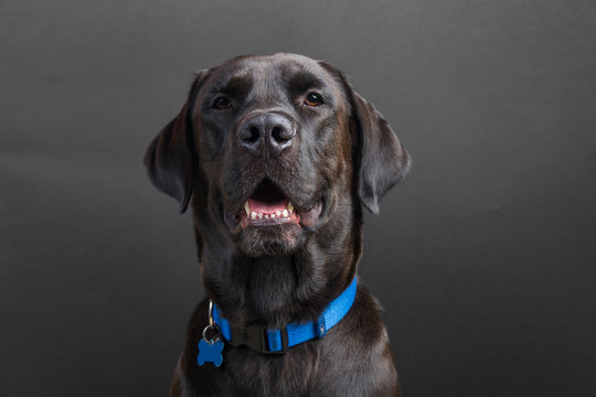 Shiny Young Black Labrador Wearing Blue Collar, Smiling At Camera On Black Background