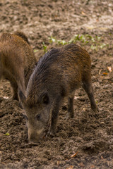Boar in the mud
