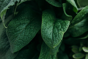 green leaf background