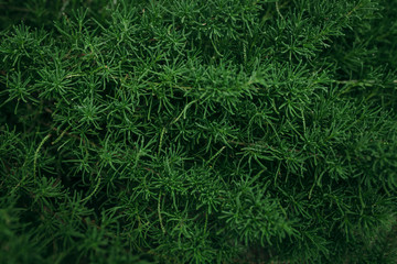 green leaf background