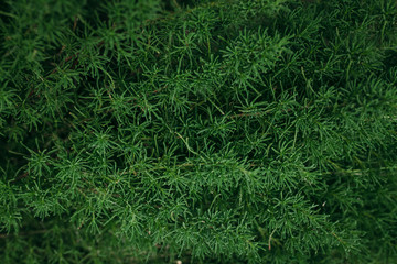 green leaf background