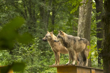 Wolf watching over his territory