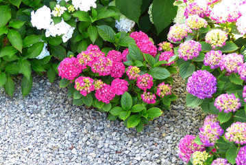 HYDRANGEA PLANT FLOWER
