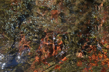 Rippled fresh water of a mountain river with picturesque bottom 