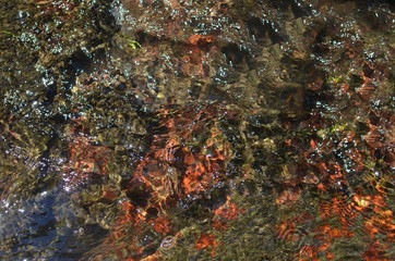 Colorful bottom of a river with fresh wavy water 