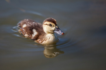 Duckling Swimming