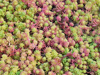 A close-up of a flower-bed of Spanish stonecrop plants, Sedum hispanicum. Pink and green sprouts form a colorfull background.