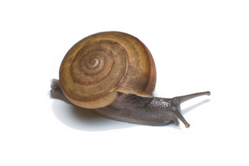 Garden snail isolated on white background