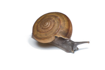 Garden snail isolated on white background