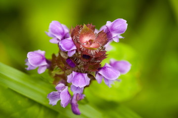 Meadow Flower Prunella Vulgaris Growing On Sunny Summer Meadow Close Up.