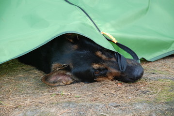 Black German Sheppard resting in the tent with her head sticking out 