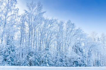 Russian winter forest road in snow and ice