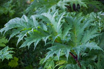 Heracleum persicum