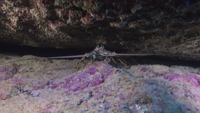 Caribbean spiny lobster in a coral reef