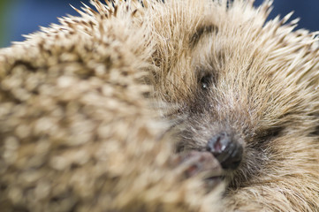 Rolled up Hedgehog (Erinaceus europaeus) © Derek