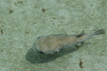 Puffer