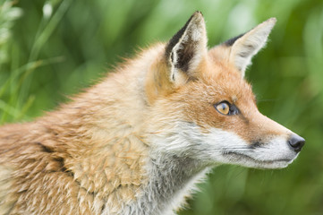 Naklejka na ściany i meble Red fox (vulpes vulpes)
