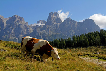 Fototapeta na wymiar mucca al pascolo sopra il Lago Calaita davanti alle Pale di San Martino