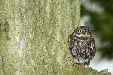 LIttle owl (athena noctua) sitting on branch on tree