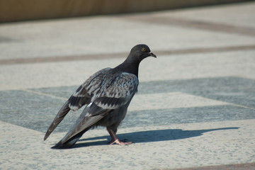 One dove standup on marble wall / Pigeon walking on paving stones in the city