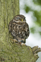 LIttle owl (athena noctua) sitting on branch on tree