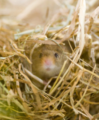 Harvest mouse (Micromys minutus)