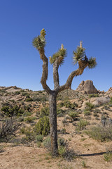 Fototapeta na wymiar Solitary Joshua Tree in the Desert