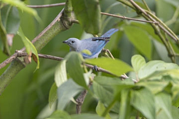 Blue Gray Tanager in the Trees