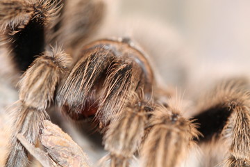 grammostola rosea