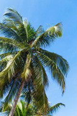 Fototapeta na wymiar Tropic palm leaves in front of the blue sky